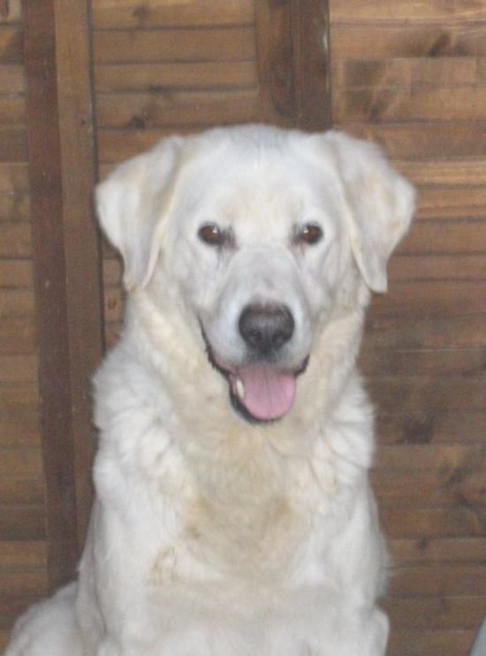 Amira