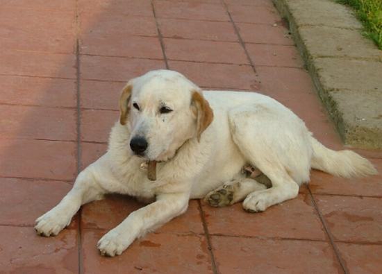 Giulio