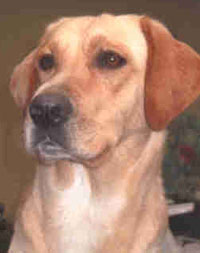 Labrador
