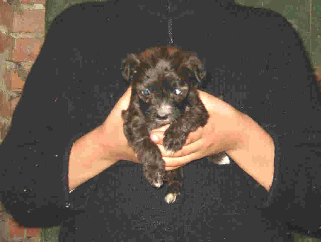 Ruba