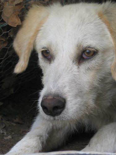 Pia