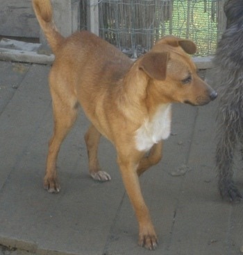Pilù