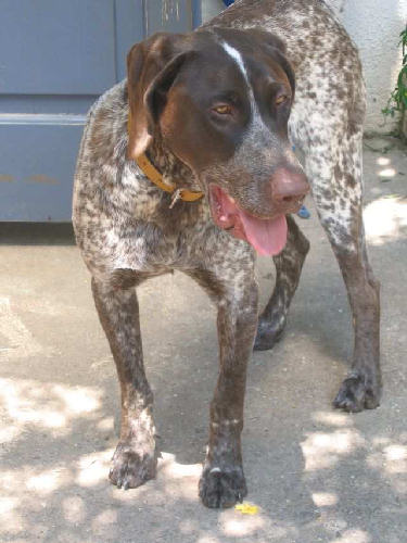 Kato