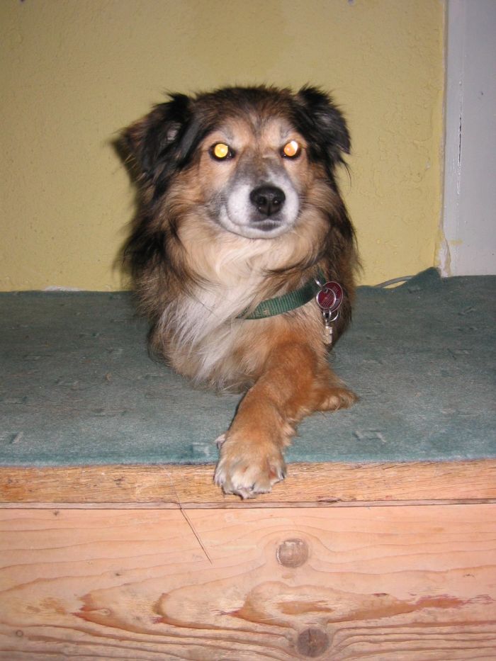 Sammy