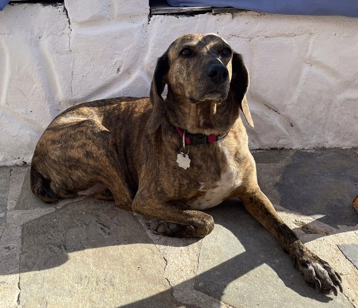 Frida (ehem. Striscia)