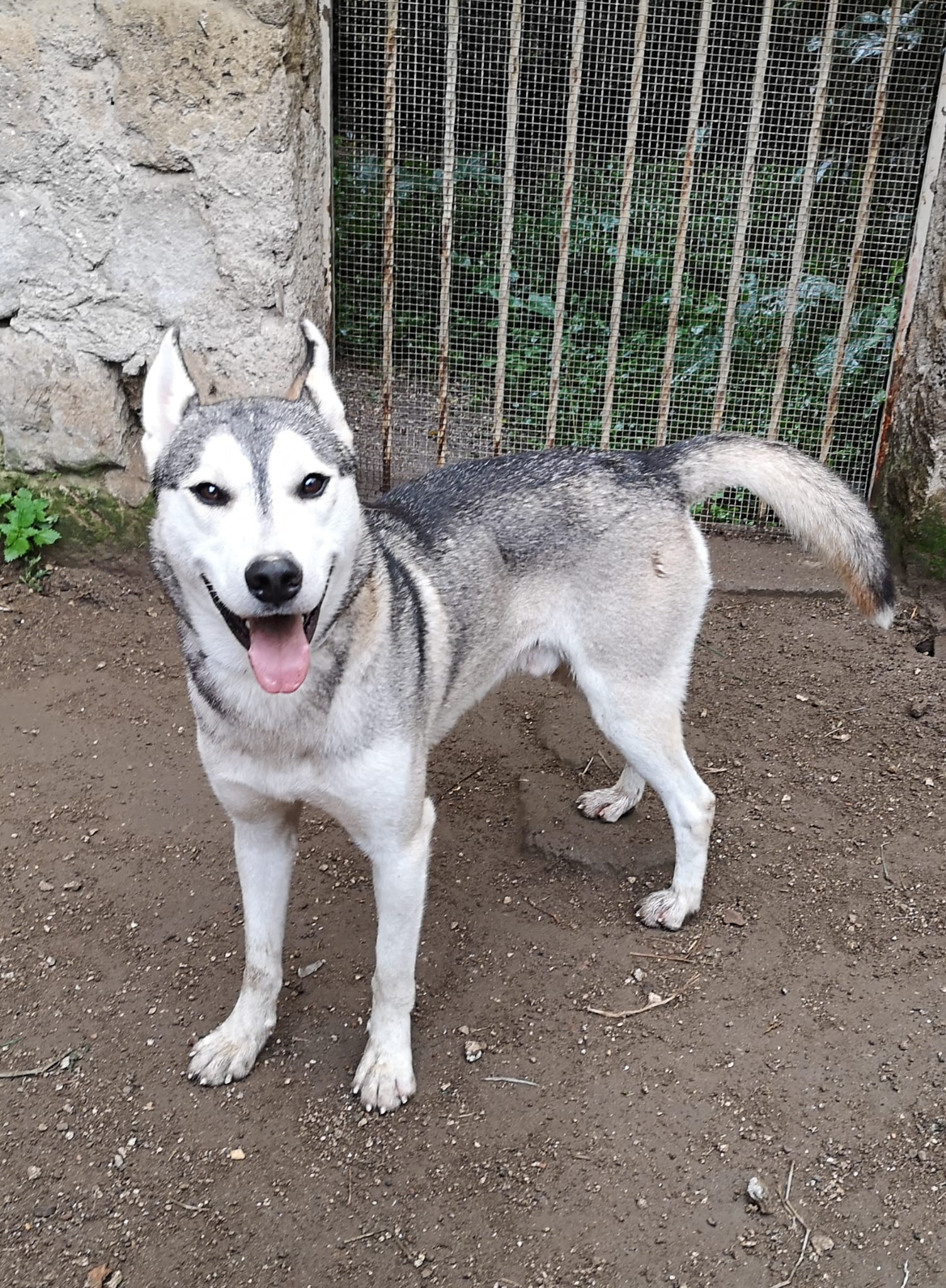 Nanook