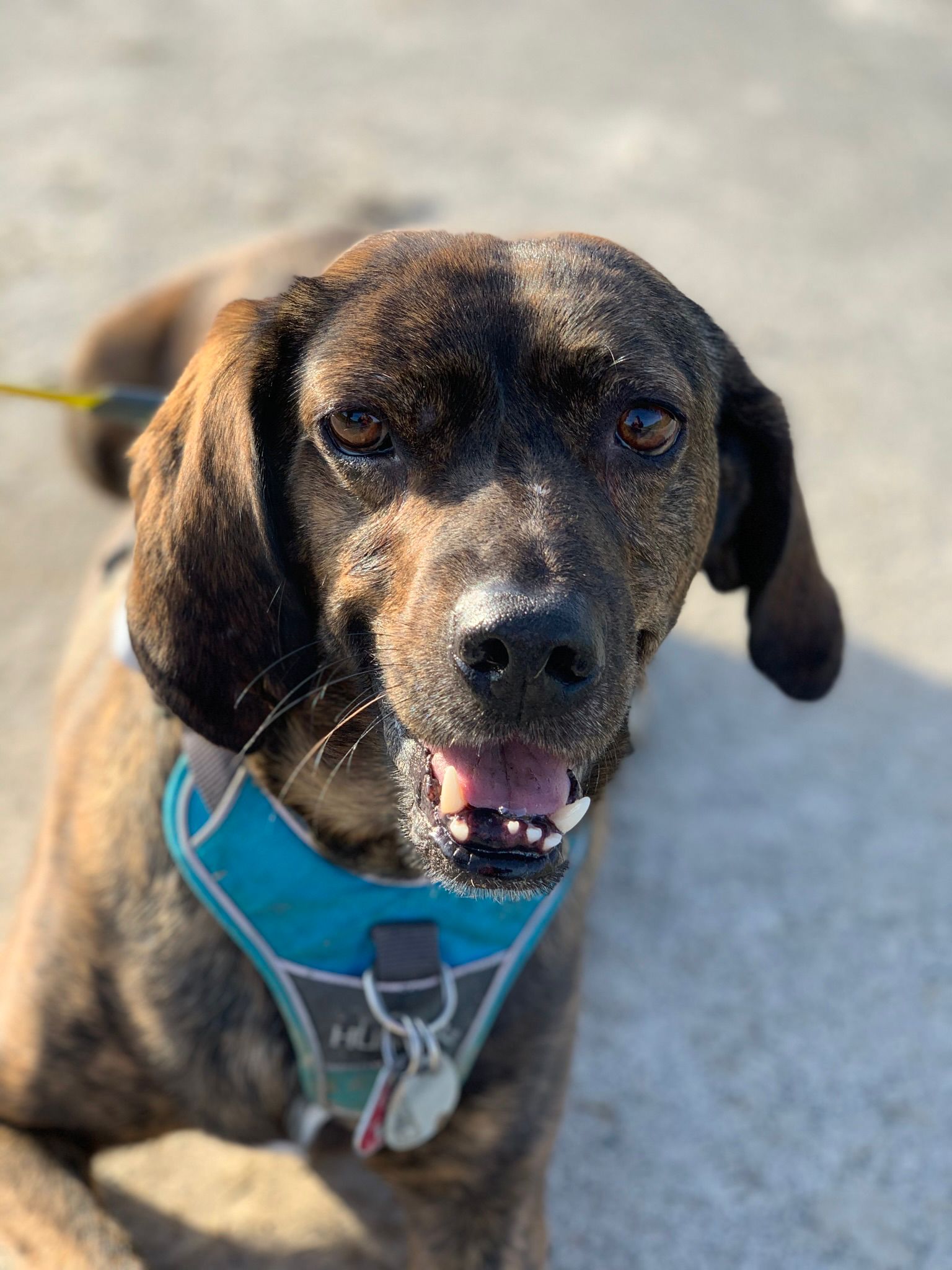 Fiete (vormals Rilke)