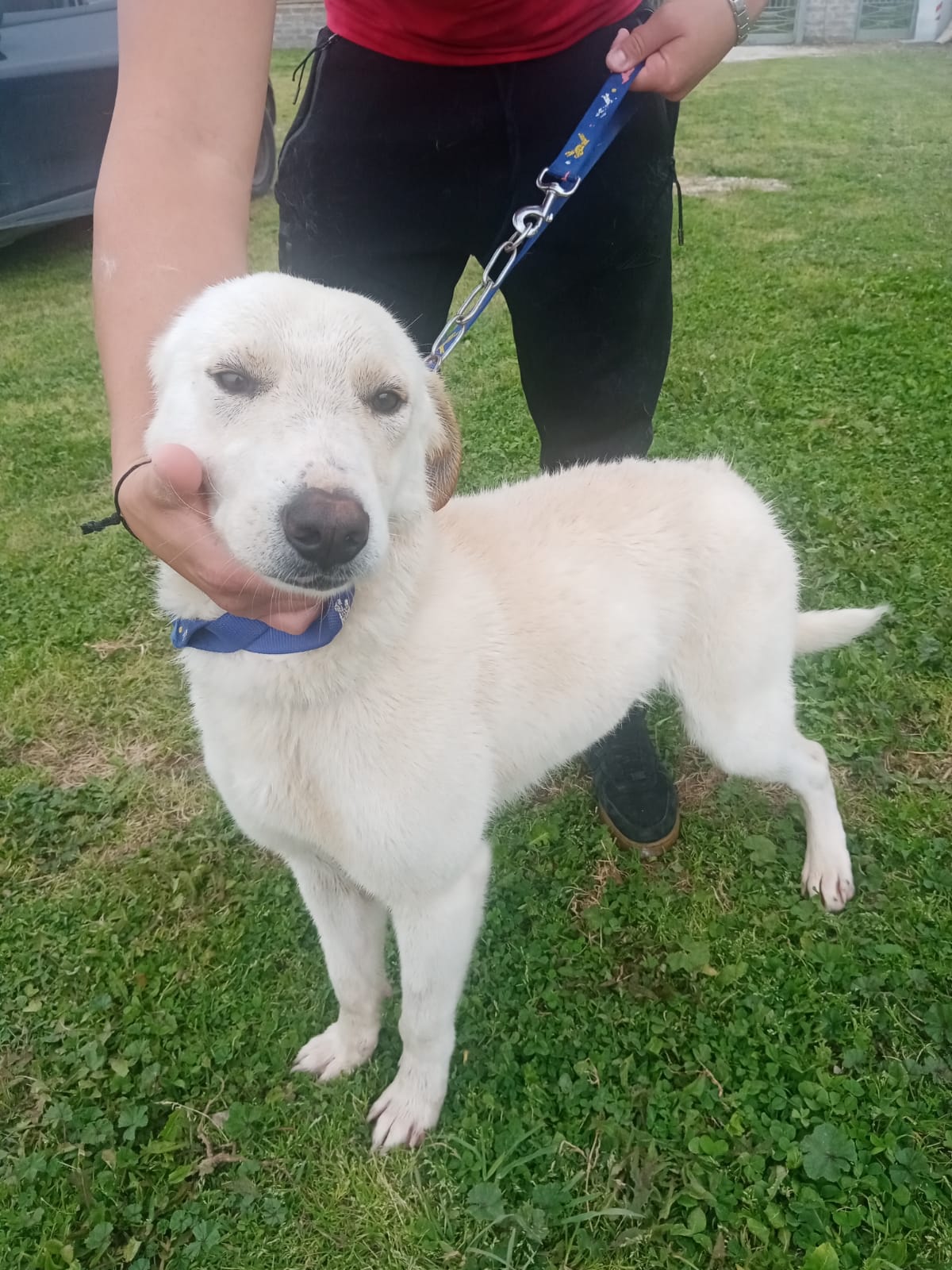 Omero (Oscar)