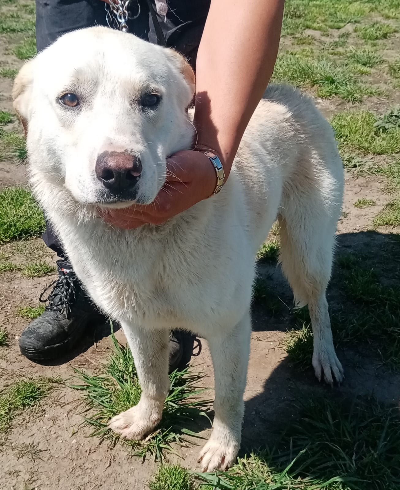 Orso (Dylan)