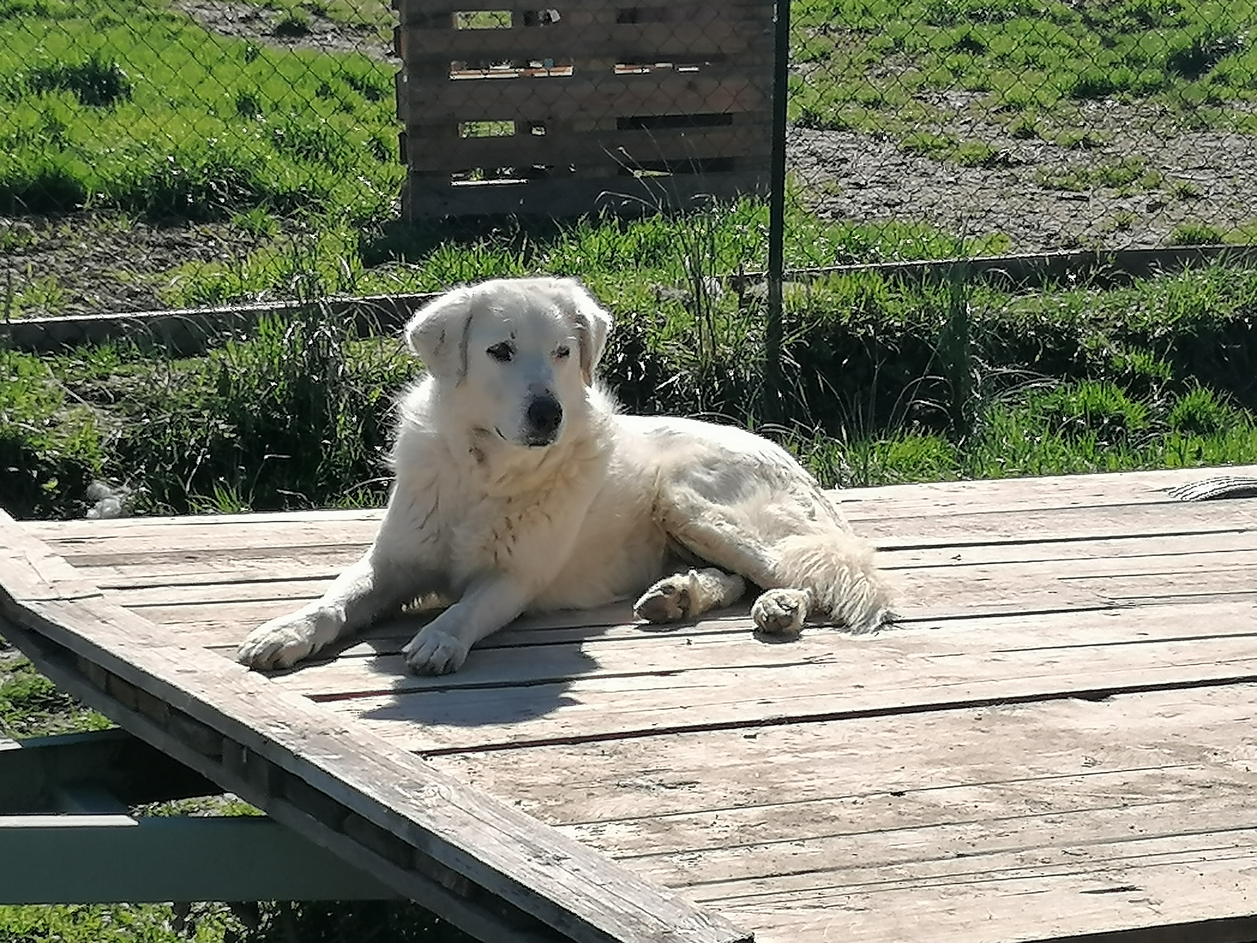 Claretta