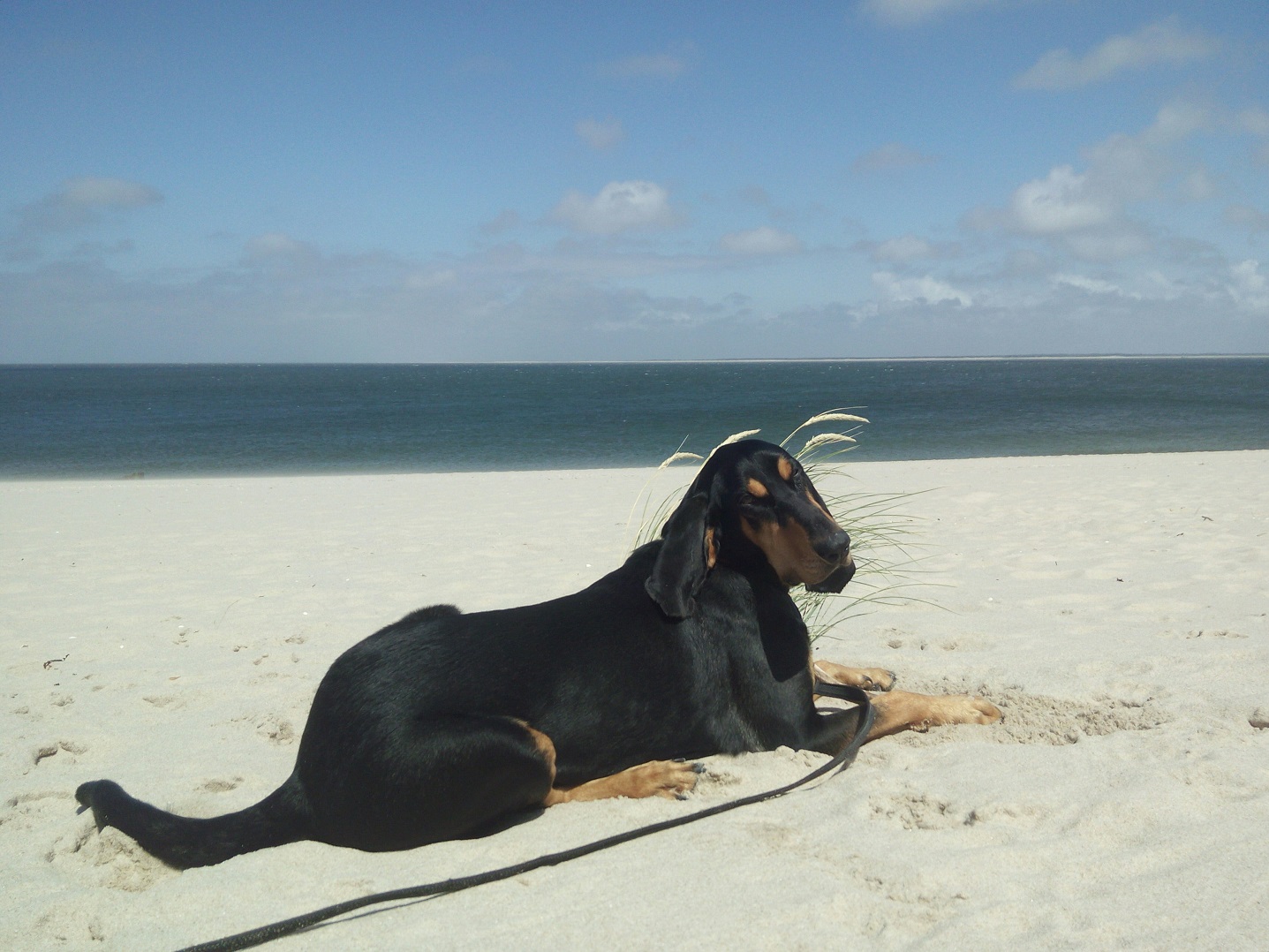 Monty, ehemals Gaetano