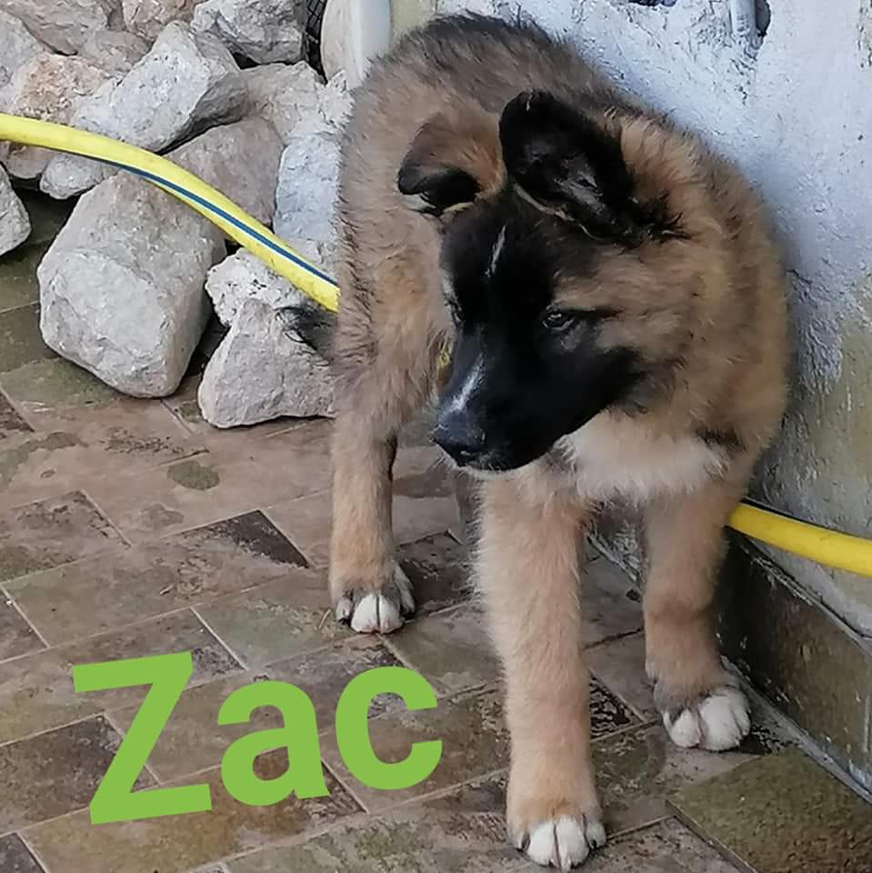 Zac