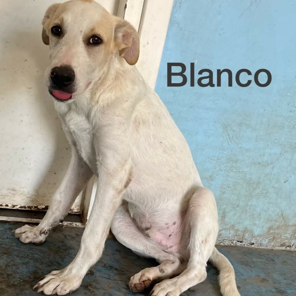 Blanco