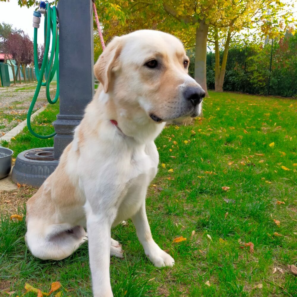 Ercules