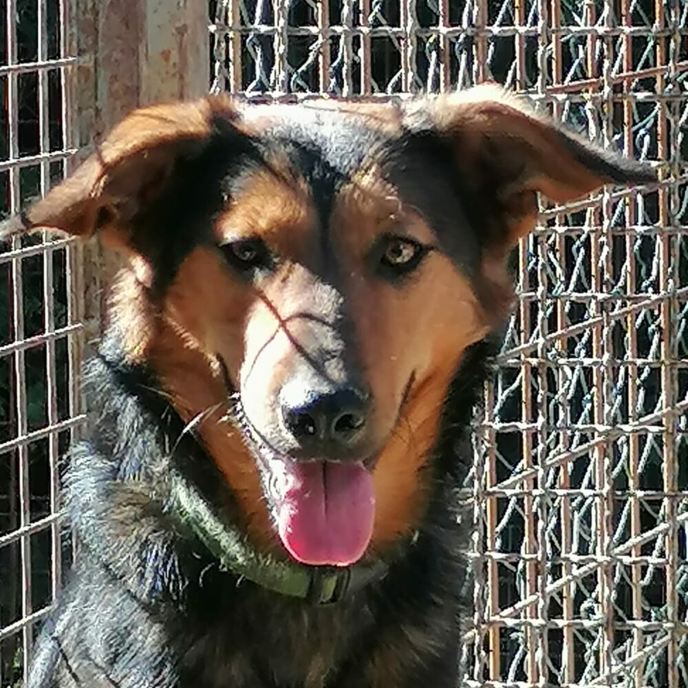 Zora