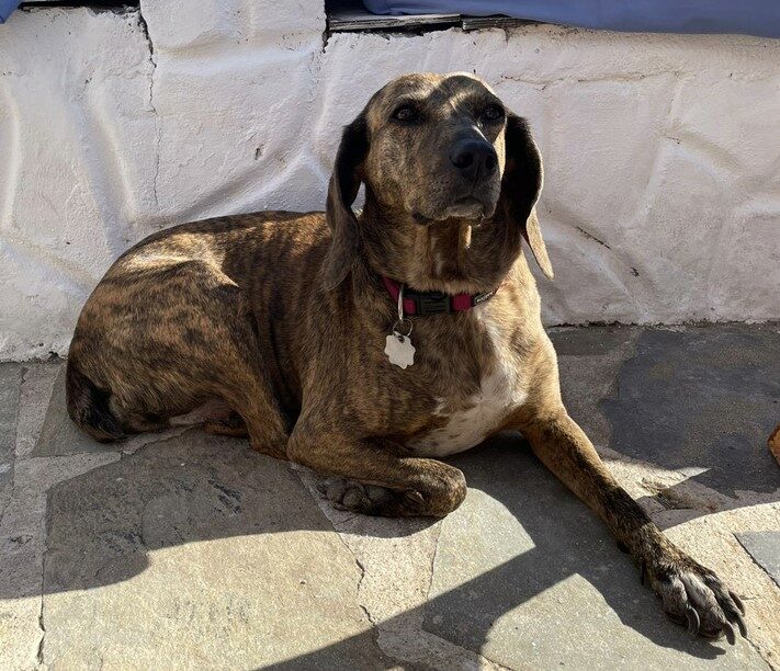 Frida (ehem. Striscia)