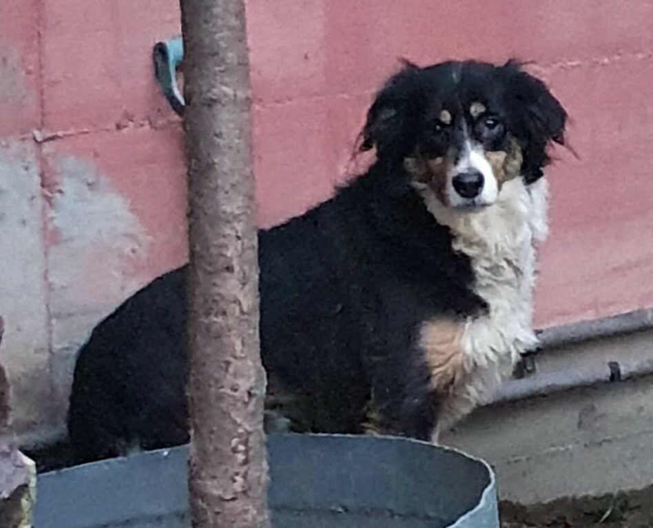Bella