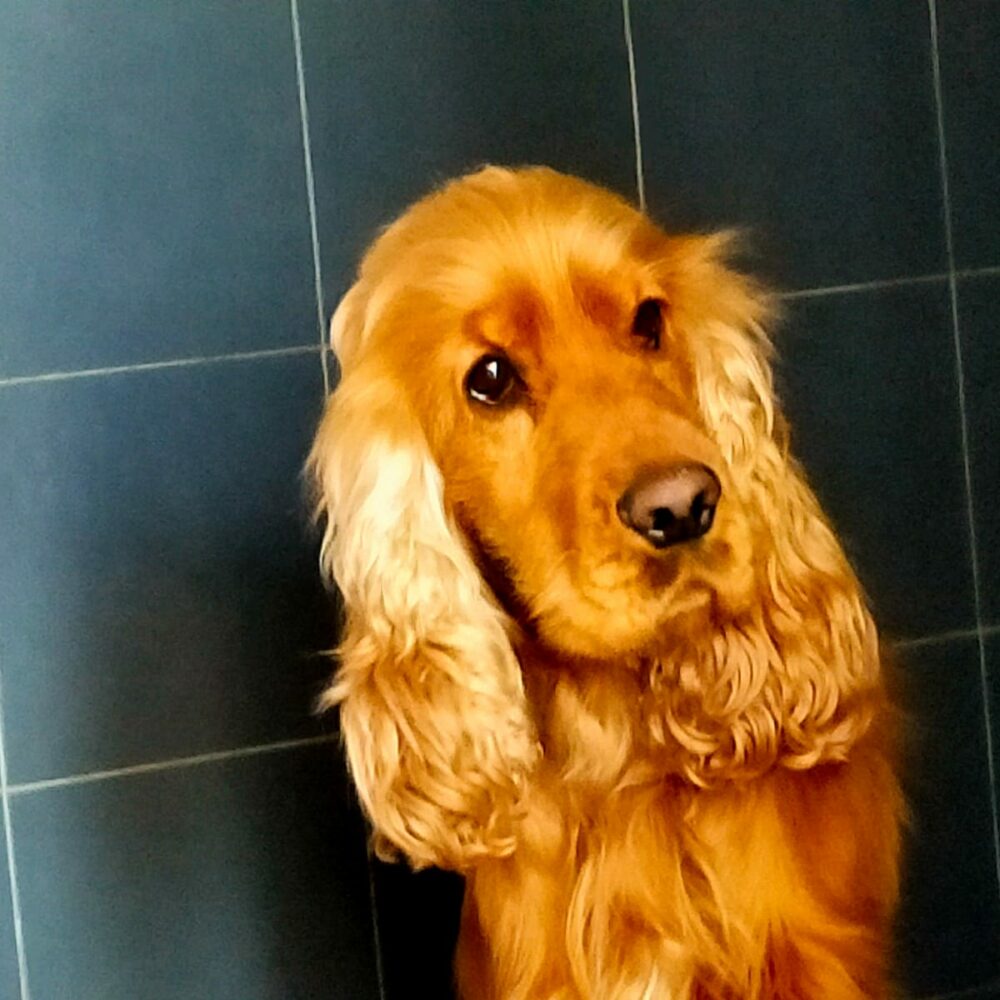 Axel