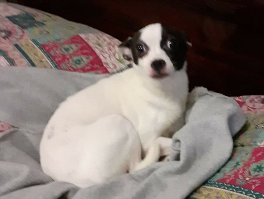 Lola