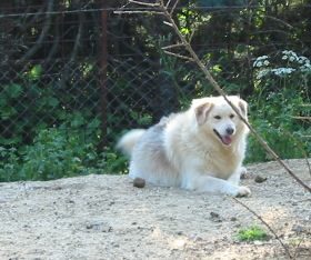 Scully (Lilly)