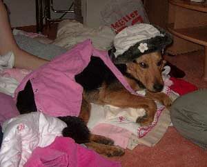 Bamboo, ehemals Rambo