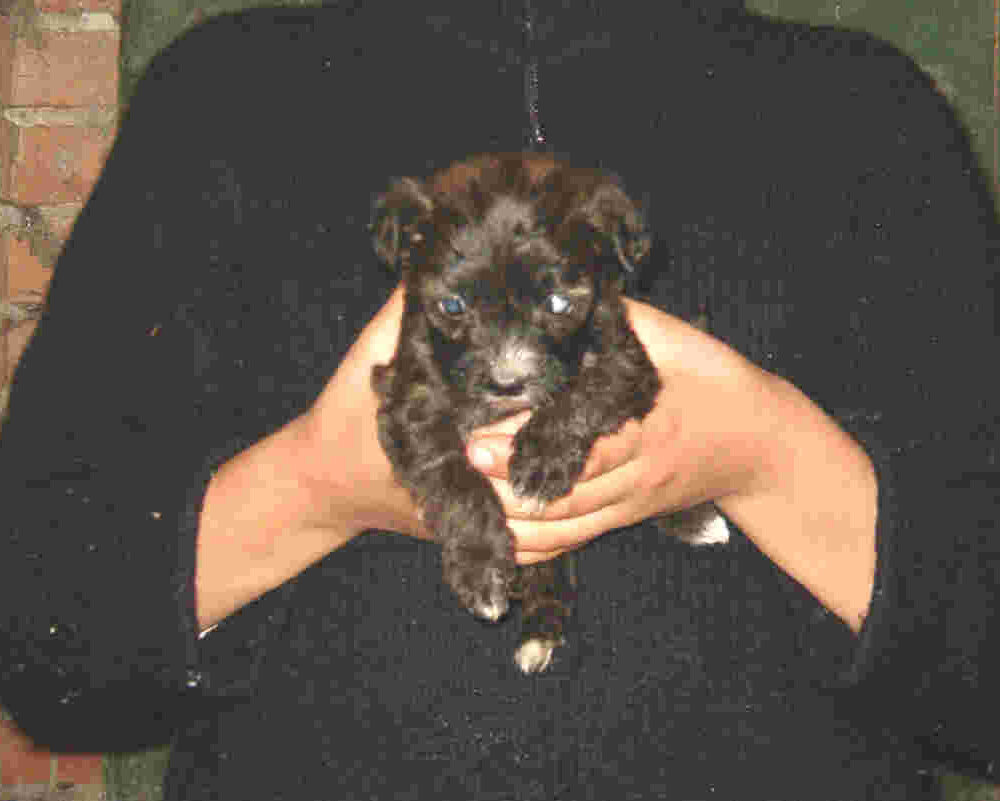 Ruba