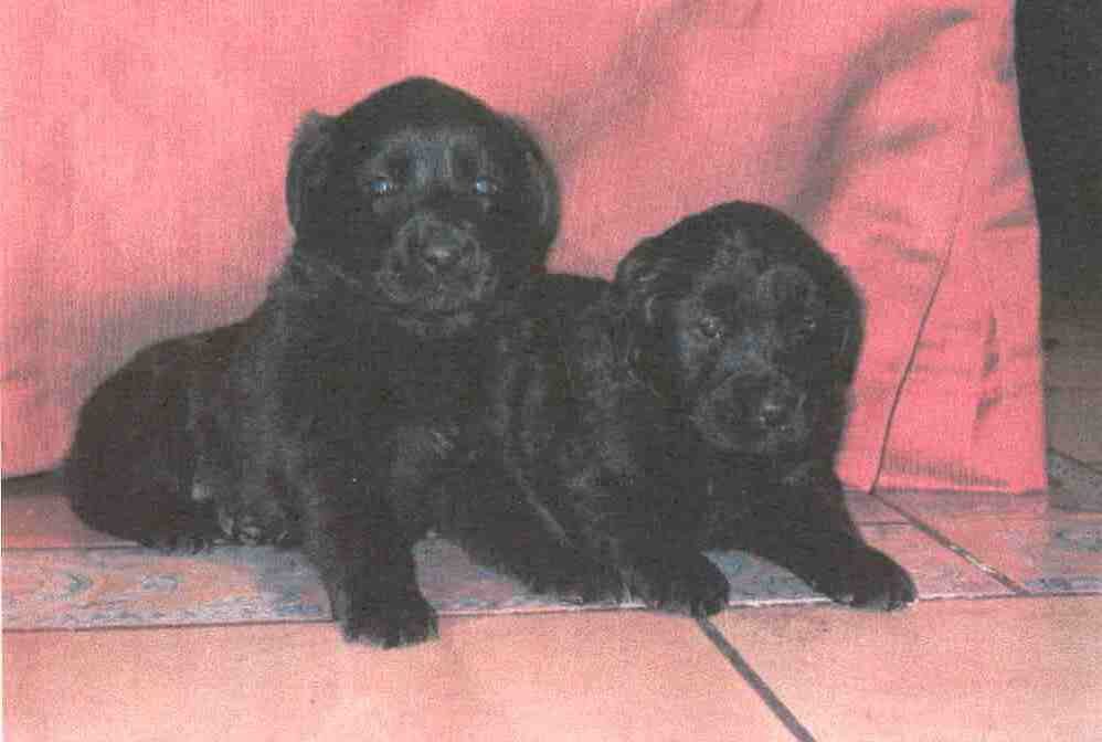 Golden Retrieverrmixbabys