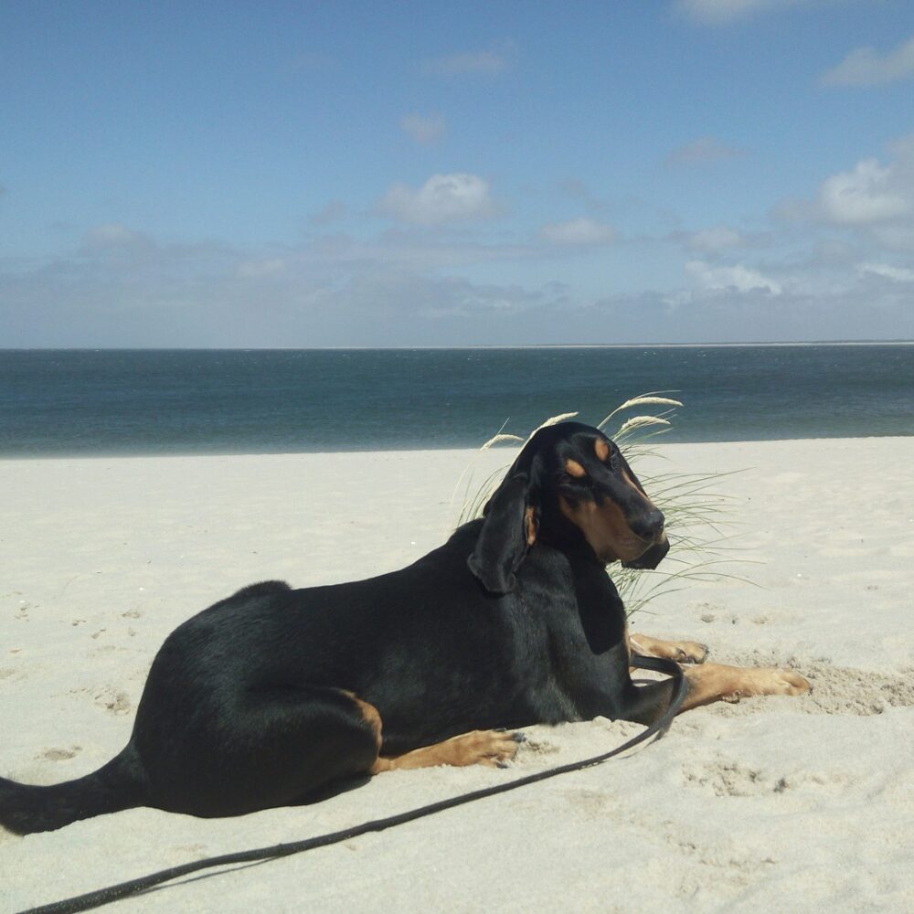 Monty, ehemals Gaetano