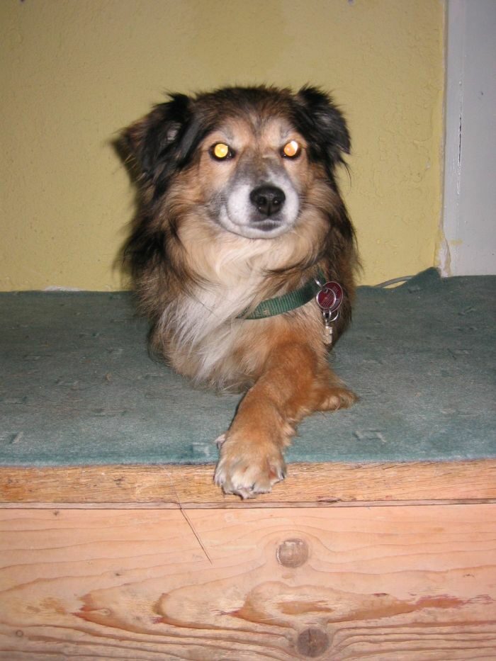 Sammy