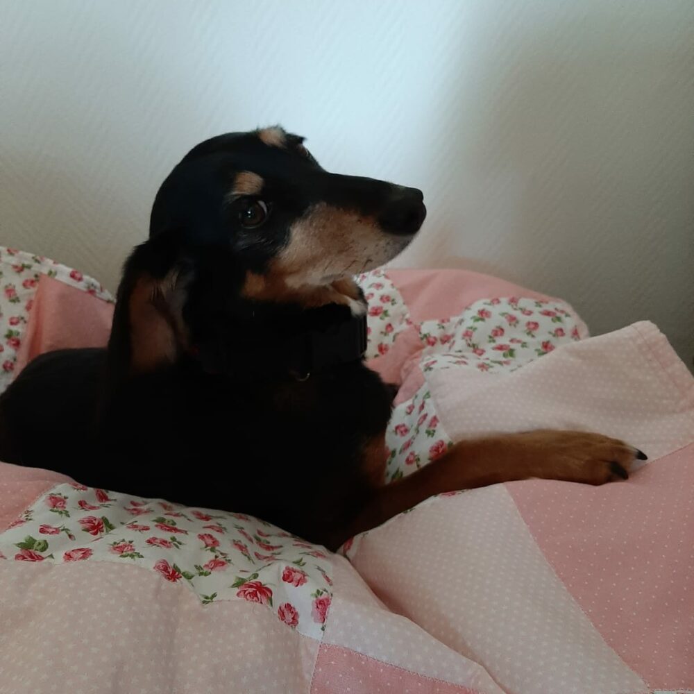Pollyanna
