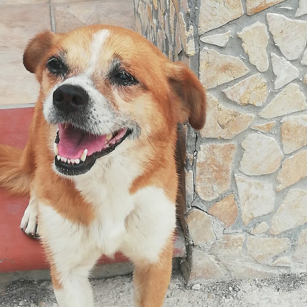 Paolina