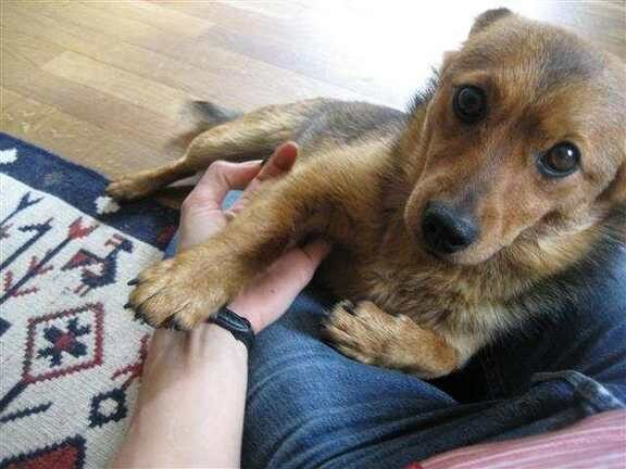 Benji