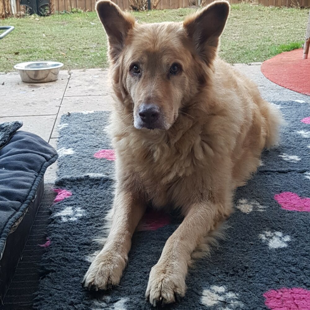 Bruno