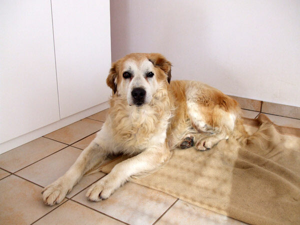 Bruno