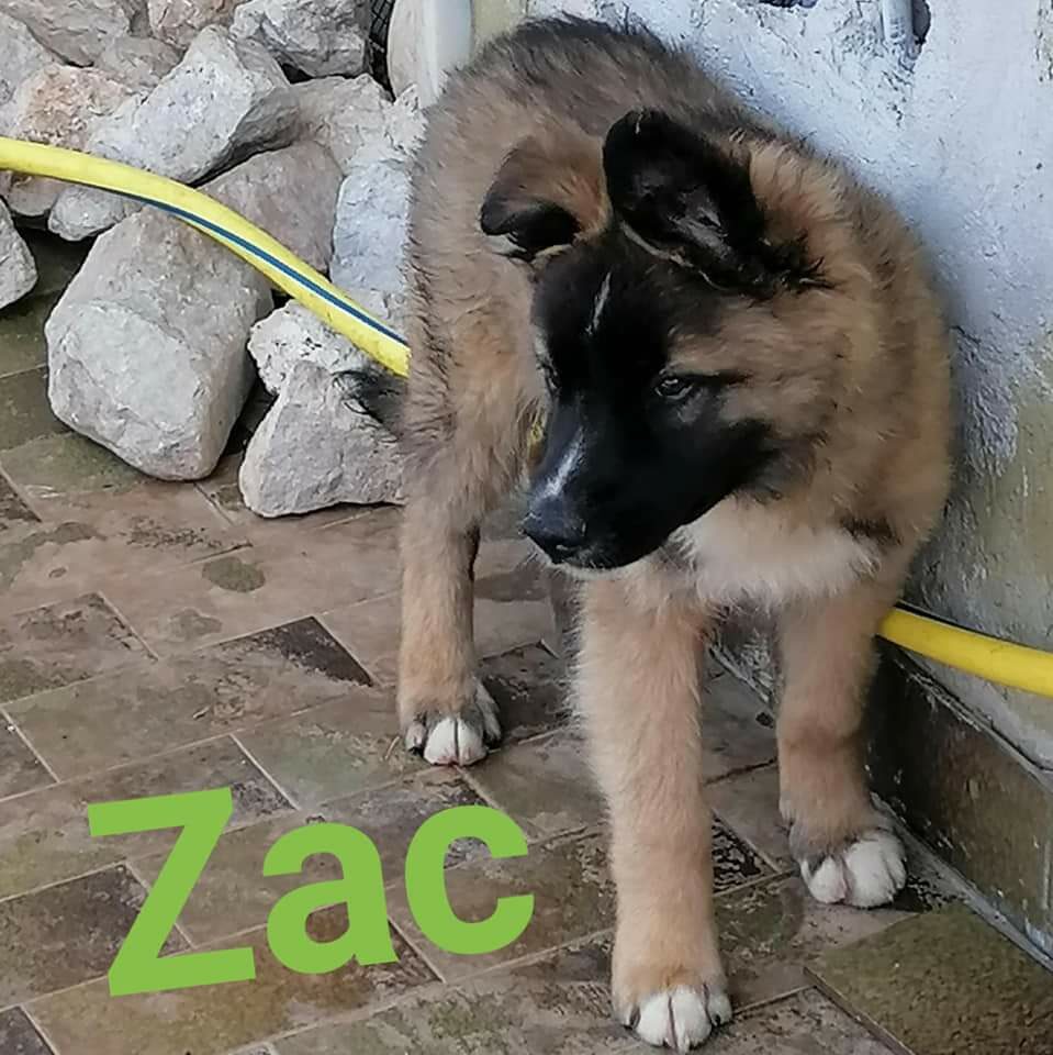 Zac